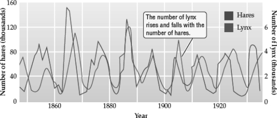 Examine the following graph; what best describes the cycling that each population experiences?   A)  Lynx populations decrease in size when hare populations increase in size; hares are the superior competitors. B)  Lynx populations increase in size when hare populations decrease in size; lynx are the superior competitors. C)  Lynx populations decrease in size when hare populations decrease in size; lynx are exploiting the hare population. D)  The increase and decrease of each species is driven by oscillating density-independent factors, but since they share the same habitat, the cycles coincide.