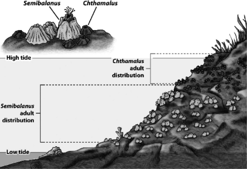 As the following figure illustrates,the distribution of numerous intertidal organisms is restricted to bands or zones.The upper limit to the zone is determined by tolerance to physical factors such as desiccation,whereas the lower boundary is determined by a biological interaction such as competition.   What could account for the lower limit for Semibalanus? A)  competition from adult Chthamalus living in deeper water B)  the force of the waves on the lower portions of the rock C)  predation from less tolerant predators such as sea stars D)  overheating during low tide exposure