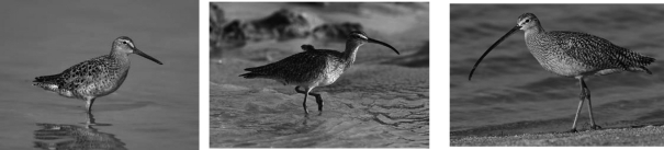 These shorebirds illustrate niche partitioning; each species has a specialized bill that permits it to feed in ways that reduce competition with other shorebirds living in the community.How might a biologist explain niche partitioning?   A)  Birds with compatible adaptations eventually find one another and establish mature communities. B)  By sharing a resource, each species is less abundant than if it were alone; natural selection will eventually produce a shorebird that can exploit the entire food resource. C)  These birds are coevolving; the adaptations each displays represent the response to directional selection pressure created by their competitors. D)  Highly diverse communities are more stable than those with low diversity; given enough time, the evolution of adaptations that reduce competition would be expected.