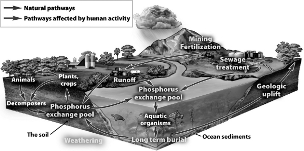 The following figure illustrates how nutrients cycle between organic and inorganic reservoirs.Within each reservoir,the nutrient may be available or unavailable for use.   According to the figure above,what is the inorganic reservoir where phosphorus is unavailable? A)  the atmosphere B)  the soil C)  ocean sediments D)  decomposers