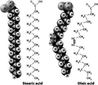 The following figure shows the structural and space-filling models for stearic acid and oleic acid.   Although the two fatty acids have the same number of carbon atoms,they have different three-dimensional configurations;oleic acid has a slight bend near the middle.The result is that A)  a pure sample of oleic acid would be more liquid than a pure sample of stearic acid. B)  stearic acid would be classified as an unsaturated fatty acid. C)  you would be more likely to find stearic acid in the form of an oil than in the form of a fat. D)  oleic acid would be classified a saturated fatty acid.