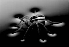 Because both the wood in a tree branch and the spider's exoskeleton are composed of low-density cellulose,each floats when placed in water.   