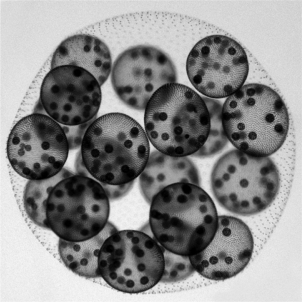 Volvox,the multicellular green alga shown here,has flagellated cells on its surface cells,but not on interior cells.Which of the following is the most likely explanation for the development of this condition?   A)  Interior cells attempt to grow flagella,but the lack of open space suppresses the effort. B)  Interior cells discard the genetic instructions for flagella once their interior position is established. C)  The commitment of resources for photosynthesis reduces the availability of protein and other biomolecules needed to produce flagella. D)  Signals from surface cells or the absence of signals from the environment to the plasma membranes of the interior cells suppresses the growth of flagella.