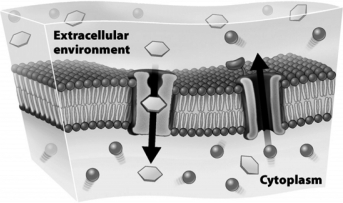 The following figure shows the movement of solutes across a plasma membrane in the direction indicated by the arrows.   This movement across the membrane A)  requires a direct input of cellular energy. B)  occurs independently of carrier proteins. C)  occurs by diffusion. D)  is an example of osmosis.