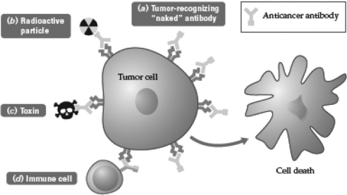 <strong>Examine the following diagram.The Y-shaped anticancer antibodies in the diagram do not cause cell death in healthy cells because healthy cells do not  </strong> A) have telomeres. B) have the genes that cause cell death. C) require nutrients from blood. D) have the target proteins on their surface. <div style=padding-top: 35px> 