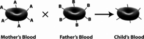 The following figure depicts red blood cells from a mother,a father,and their child.The mother and father are the biological parents of the child.What is the mother's genotype for ABO blood type?   A)  I<sup>A</sup>I<sup>A</sup> B)  I<sup>A</sup>I<sup>B</sup> C)  I<sup>A</sup>i D)  ii