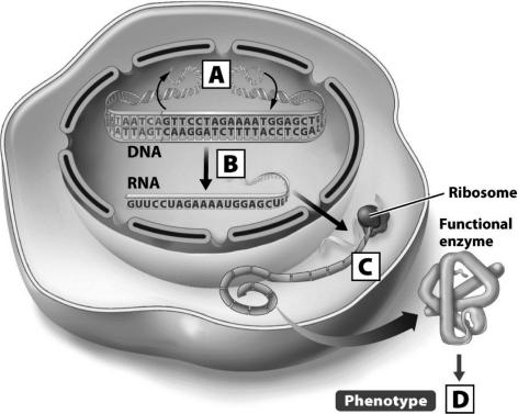To convert genetic information into a phenotype,the process labeled with the letter D in this diagram of the process of gene flow in a cell requires ________.   