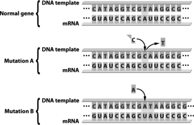 The following figure depicts a gene and two different ways that gene could be mutated.How does Mutation A differ from Mutation B?   A)  Mutation A does not permanently change the sequence of the gene,but Mutation B does. B)  Mutation A involves the insertion of a base,whereas Mutation B involves the deletion of a base. C)  Mutation A results in a possible change in one amino acid in the protein produced by the gene,but Mutation B affects several amino acids. D)  Mutation A can only occur in introns,but Mutation B can occur in both introns and exons.