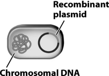 The bacterium shown in the following image is a genetically modified organism.   