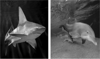 The following pictures show a shark,which is a fish,and a dolphin,which is a mammal.The similar body types of these two species are due to   A)  divergent evolution. B)  convergent evolution. C)  genetic drift. D)  adaptive radiation.