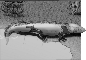 The leg bones of the first tetrapod (shown in the following diagram) are hypothesized to have evolved from bones in the ____________.   A)  legs of an amphibian B)  wings of a bird C)  fins of an aquatic mammal D)  fins of a fish