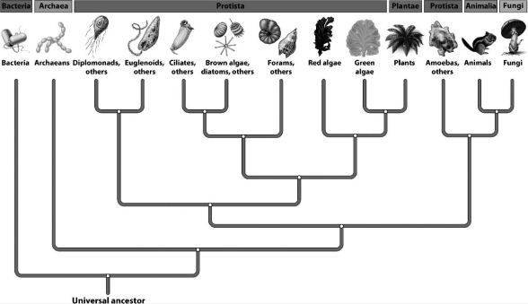 Many biologists have suggested revising the kingdom Protista.The primary problem with the Protista,as shown in the following figure,is that   A)  protists are single-celled organisms and should be grouped with the bacteria or archaeans. B)  the cells of some,but not all,protists contain nuclei and organelles. C)  the current classification model does not suggest an association between the plants and alga despite the presence of chloroplasts in both groups. D)  the amoeboid protists are no more closely related to the rest of the group than are animals and fungi.
