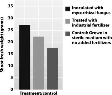 What best explains the differences in shoot weight shown in the following graph?   A)  Commercial fertilizers often contain harmful contaminants that can suppress growth. B)  Sterilized growth environments remove competitive bacteria and fungi,allowing plants to experience their best possible growth. C)  Commercial fertilizers can be tailored to meet the needs of specific plants,producing the best possible growth for that species. D)  Mycorrhizal fungi not only increase the availability of soil nutrients but often transport them into the plant root.