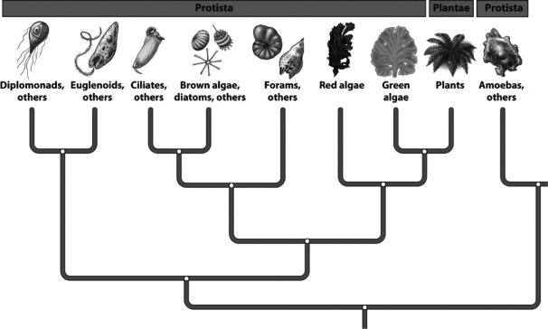 On the basis of information presented in the following evolutionary tree,the ciliates are more closely related to the ________ and the ________ than any other protist.   