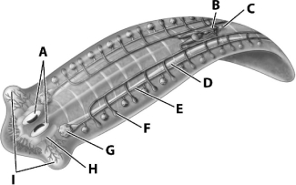 In the following diagram of the flatworm,various organs are labeled;which combination of organs forms the flatworm's nervous system?   A)  ADHI B)  BEFG C)  BCDH D)  ACHI