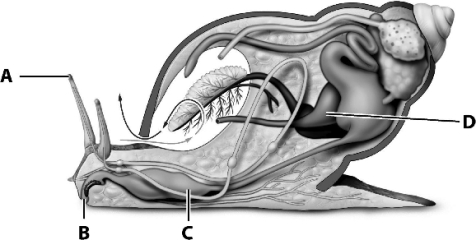 Gastropods make extensive use of the radula;which letter on the following diagram indicates its location?   A)  A B)  B C)  C D)  D