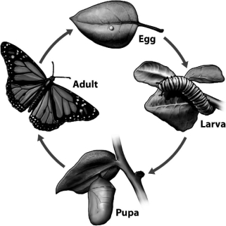 The life cycle for an insect whose developmental strategy is complete metamorphosis is shown in the following illustration.What advantages are evident from the illustration?   A)  Predators adapted for larva would have poor success preying on adults. B)  Adults have less edible tissues and make a poor choice as a food item. C)  Eggs are too small and too effectively camouflaged to be found by predators. D)  The hard,protective pupal case allows individuals to become dormant until environmental conditions become favorable.