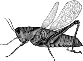 What feature identifies the animal shown in the following diagram as an insect?   A)  two body sections-a head and abdomen B)  three pairs of legs all originating from the thorax C)  the presence of an exoskeleton containing chitin D)  the presence of antennae