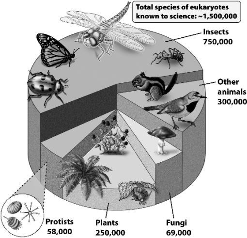 How do biologists interpret the pattern of species richness shown in the following illustration?   A)  Insects are the easiest organisms to collect and have been the most thoroughly evaluated. B)  The basic insect body plan is highly adaptive,allowing insects to occupy an extremely large number of niches and habitats. C)  Insects are less susceptible to the factors causing losses of biodiversity;other organisms were once proportionately more abundant. D)  Small organisms require less resources and are proportionately more diverse;as the smallest organisms,insects display the greatest species richness.