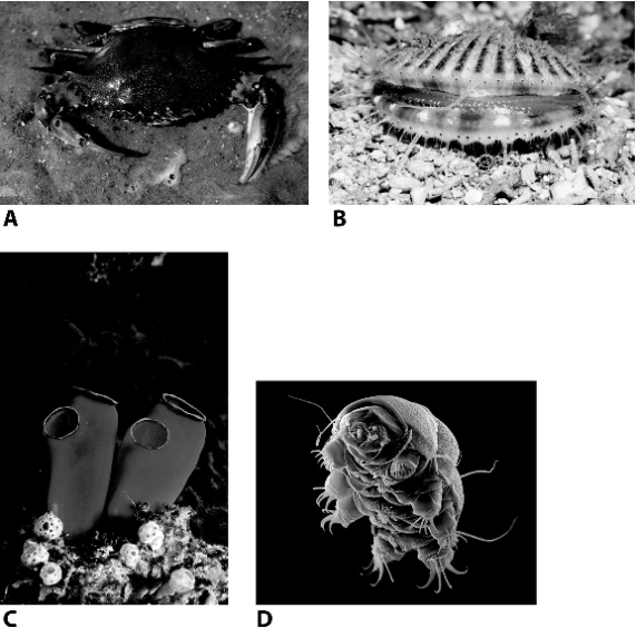 Of the four animals shown in the following pictures,which is believed to be most closely related to humans?   A)  A B)  B C)  C D)  D