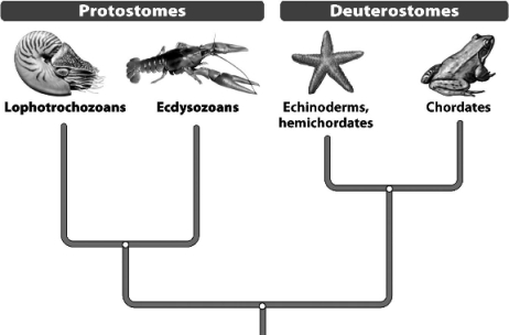 The following figure shows the vertebrates and arthropods as being distantly related,yet each has features,such as limbs and jaws,seen in no other groups.How can such obvious similarities be disregarded in favor of embryological development as a basis for classification?   A)  The decision to overlook certain features reveals the arbitrary nature of classification and explains why there is so little agreement among taxonomists. B)  Taxonomists have not disregarded limbs;they were likewise inherited from a common ancestor but secondarily lost by the mollusks,annelids,and echinoderms. C)  Embryos are securely protected during development and experience little selection pressure;shared inherited features are best explained by a common ancestor. D)  Examination of the embryos of all animals with body cavities reveals limbs,but they are unnecessary for some lifestyles and so they degenerate.