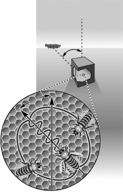The movement of the bees in the following image represents   A)  communication in the form of a  waggle  dance regarding food sources. B)  a sense of panic communicated by the queen bee. C)  the organizing of honey clusters in the hive. D)  a learned behavior illustrating altruism.