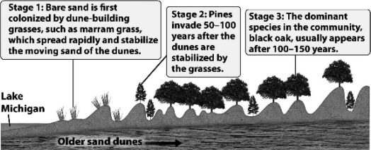 The following figure illustrates how,although pines first established themselves as the dominant tree in the Lake Michigan sand dune community,black oaks ultimately became the dominant species.   What best explains the gradual reduction of the pine? A)  Oaks trap sand,causing the dune to level out;pines can only survive in the low,protected areas between the dunes. B)  Pine needles and the shade from existing pines improve the soil composition and moisture,allowing oaks to become established and preventing new pines from surviving. C)  Pines replace the grasses,but this destabilizes the dune and increases the amount of moving sand;the loss of pines is not related to the presence of the oaks. D)  Actually,oak seeds were always present in the sand;they simply require more time to germinate.