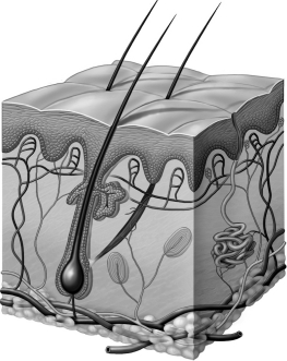 After viewing the image below,one should conclude that   A)  the image is that of a tissue made of multiple organs. B)  the image is that of an organ made of multiple tissues. C)  cells are large and create large organs. D)  only one type of tissue can make up a specific organ.