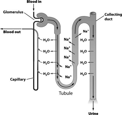 The figure below illustrates how the nephron in a human kidney aids in the removal of toxic by-products of protein metabolism and assists in the regulation of internal water and solute concentrations.   In the region of the nephron labeled  tubule,  sodium is A)  leaving the tubule by diffusion. B)  being pumped out of the tubule by active transport. C)  moving out of the tubule through osmosis. D)  exiting the tubule via secretion.