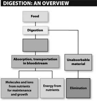 The empty label in the following scheme most likely should read   A)  carbohydrates. B)  fiber. C)  all broken-down materials. D)  all usable nutrients.