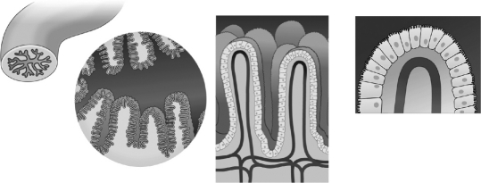 The images below are illustrating the ________ intestine lined with ________ in order to increase nutrient absorption.   A)  small;villi B)  large;villi C)  small;cilia D)  large;flagella