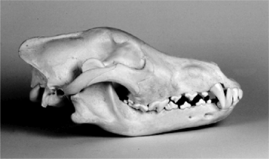 Examine the photograph below of an animal skull.     The characteristics of this skull suggest that it belongs to a ________,the type of animal that consumes only ________.