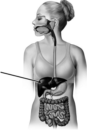 Chemical digestion occurs inside of the organ indicated by the arrow in the figure below.   