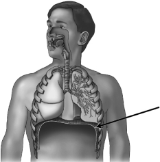 In the figure below,the arrow is pointing to the   A)  bronchus. B)  trachea. C)  diaphragm. D)  larynx.