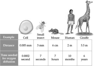 The figure below illustrates distance and diffusion time;note that the time required is NOT directly proportional to the distance.Why,for the insect and mouse,might an increase in distance of 20-fold require an increase in time of 60-fold?   A)  Oxygen reacts chemically as it diffuses,becoming less diffusible as it travels greater distances. B)  Larger animals are warmer than small animals;the rate of diffusion is dependent,in part,on the temperature. C)  As oxygen disperses into a large area,its concentration declines;the rate of diffusion is dependent,in part,on the difference in concentration between two locations. D)  Organisms are able to manipulate the rate of diffusion so that the delivery of oxygen matches their metabolic activity levels.
