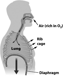The figure below illustrates the inhalation step of gas exchange in humans.     In this figure,which depicts inhalation,the diaphragm and the muscles of the rib cage are ________.