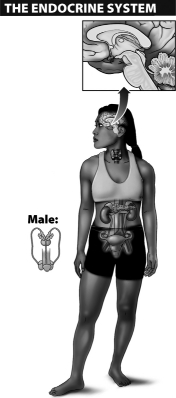 After studying the image below,which of the following conclusions can be drawn?   A)  There are only five organs that are affected by hormones. B)  Hormones are secreted by glands and can only affect organs near the sight of secretion. C)  Hormones are released through ducts. D)  Endocrine glands can ultimately interact with the brain and other parts of the nervous system.