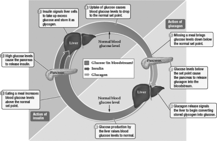 Four stages in the process of balancing glucose levels in the blood are highlighted by letters in the figure below.   Which of the following statements is the most appropriate description for item C in the diagram above? A)  Glucose levels below the set point cause the pancreas to release glucagon. B)  Glucose levels below the set point cause the pancreas to release insulin. C)  Glucose levels below the set point cause the pancreas to release glucose. D)  Insulin levels above the set point cause the pancreas to release glucose.