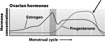The graph below shows the levels of estrogen and progesterone over the course of the menstrual cycle.   What event is caused by the rapid decrease in hormones in the region indicated by the arrow in the upper right portion of the graph? A)  ovulation B)  menstruation C)  formation of the corpus luteum D)  follicle maturation