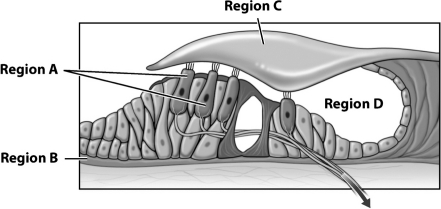 The figure below illustrates the organ of Corti,a part of the cochlea in the human inner ear.   What labeled region of this figure of the organ of Corti is directly stimulated to vibrate in response to the air movements caused by sound? A)  Region A B)  Region B C)  Region C D)  Region D