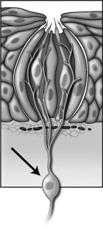 The cell indicated by the arrow in the figure below directly interacts with environmental stimuli.   