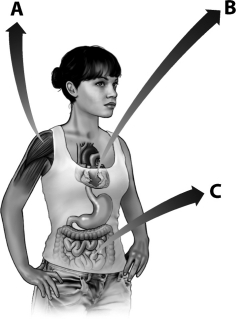 Examine the figure below.   Which letter indicates a region of a human where you would find muscle that lacks sarcomeres? A)  A B)  B C)  C D)  All human muscle contains sarcomeres.