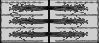 If the sarcomeres of a muscle are in the arrangement depicted by the figure below,the muscle must be in a relaxed state.   
