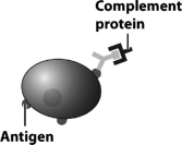 Examine the figure below.   Which events have occurred previously to create the situation depicted with the bacterium shown in this figure? A)  The bacterium has successfully overcome the first two barriers of the host's immune response: its barriers and the adaptive response. B)  The presence of an antibody molecule indicates that the antigen has been contacted by a B cell,the B cell underwent cloning,and one of the cloned effector cells has begun antibody production. C)  A cytotoxic T cell recognized the bacterium's antigen and transferred the toxic complement protein directly onto its surface. D)  The bacterium has phagocytized a lymphocyte and is using the captured complement protein to mask itself from other immune cells.