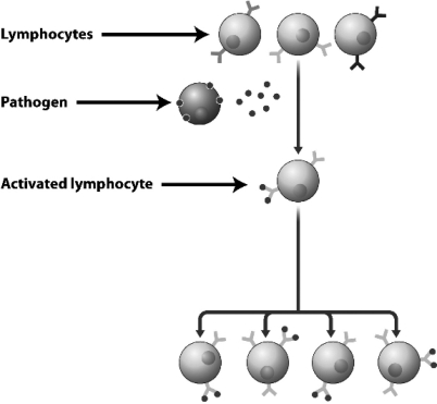 Examine the figure below.   Why is only one of the lymphocytes in this diagram activated by the pathogen? A)  Antigens move through the immune system by diffusion,so the lymphocyte closest to the site of infection binds the antigen first.Once a lymphocyte is activated,it produces chemicals that prevent the activation of other lymphocytes. B)  Lymphocytes are only activated if all of their receptors are bound by antigens.In this case,there were only enough antigens to fully activate one cell. C)  The immune system contains many different lymphocytes,each displaying a different antigen-binding protein.In this case,the antigen only matched the binding protein on the cell that was activated. D)  Lymphocytes can only be activated by chemicals produced by the innate immune system.Only one of the cells in this diagram has been exposed to these chemicals.