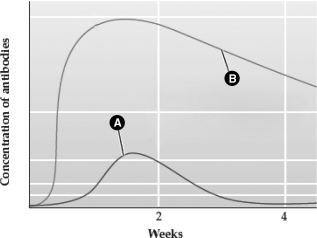 The graph below depicts the change in antibody concentration following an initial and a later pathogen exposure.     The line labeled with the letter ________ represents the response after the initial exposure.