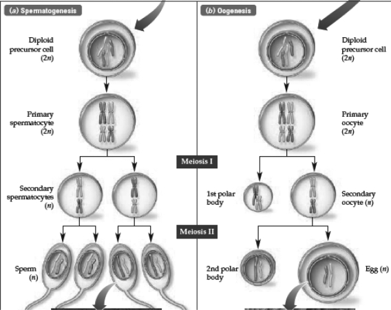 Study the diagram below.Which of the following sentences is true?   A)  Sperm cells are genetically identical. B)  Division of cytoplasm in oogenesis is unequal. C)  Oogenesis results in the generation of two egg cells per germ line cell. D)  Sperm cells are created in only one round of meiosis.