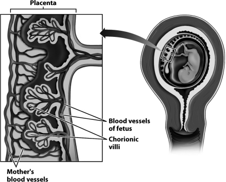 Examine this close-up of the placenta (on the left of the figure below) .   Why do the chorionic villi have the shape of a tree? A)  The branches of the chorionic villi create a large amount of surface area for the exchange of nutrients and gases between maternal and fetal blood. B)  The branches of the chorionic villi allow blood to flow back and forth more rapidly between the capillaries of the mother and her fetus. C)  The branches of the chorionic villi create more locations where fetal capillaries can fuse directly with maternal capillaries. D)  The branches of the chorionic villi create more surface area for the production of the amniotic fluid.