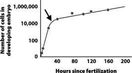 The graph below shows the rate of cell division in a developing frog embryo.   Why does the rate of growth decrease dramatically after the point indicated by the arrow? A)  At this point,development switches from rapid cell growth to cell differentiation and migration. B)  The arrow indicates when the embryo begins to run out of its internal food source and must find another source to continue developing. C)  This is when fertilization occurs.Before this point,the single-celled egg was growing quickly as it stored food.After this point,growth slows for the more deliberate process of development. D)  At the time indicated by the arrow,the trophoblast separates from the inner cell mass and the two tissues begin to divide at different and slower rates.