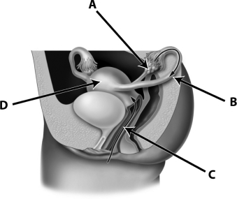 Which of the following structures are commonly manipulated for sterilization?   A)  structure A B)  structure B C)  structure C D)  structure D